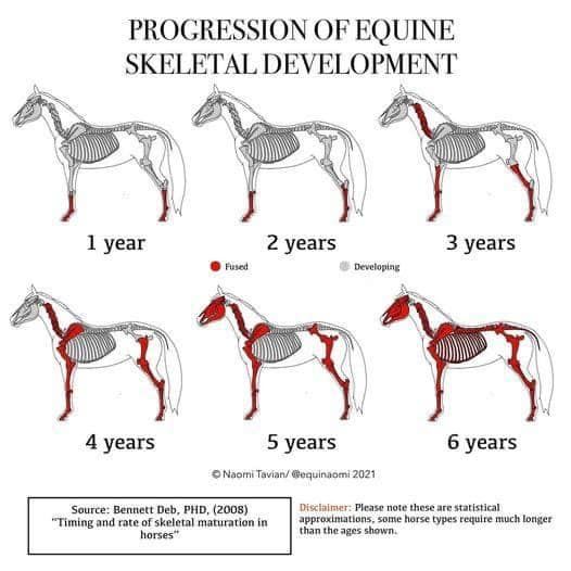 Progression du développement du squelette du cheval